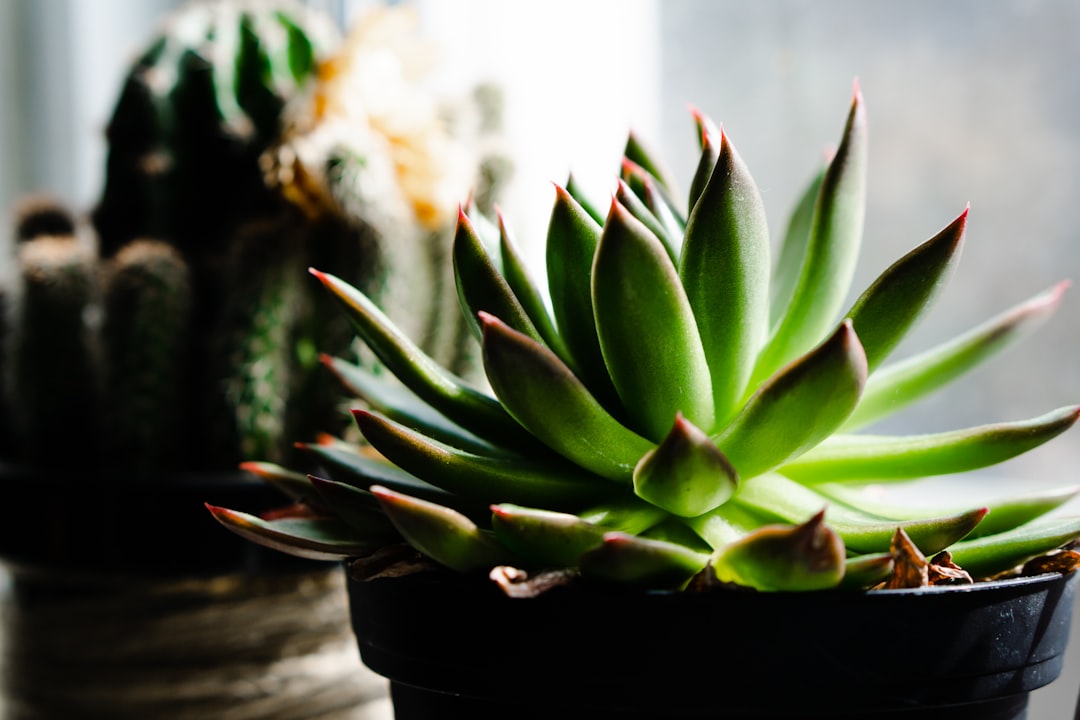 Cultivă bucuria: cele mai bune plante de interior pentru casa ta